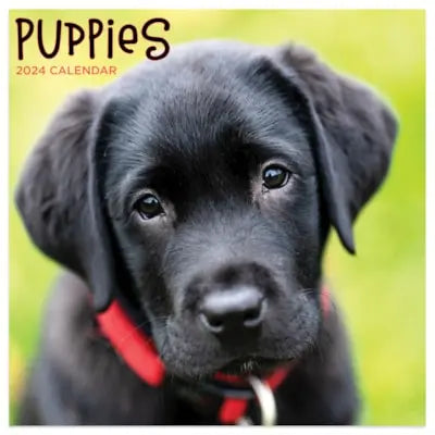 TF Publishing 2024 Puppies Mini Calendar